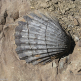19 Fosiles en Rocas Sedimentarias