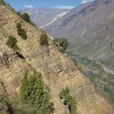 20 Cipres de la Cordillera Aferrado a las Laderas Rocosas